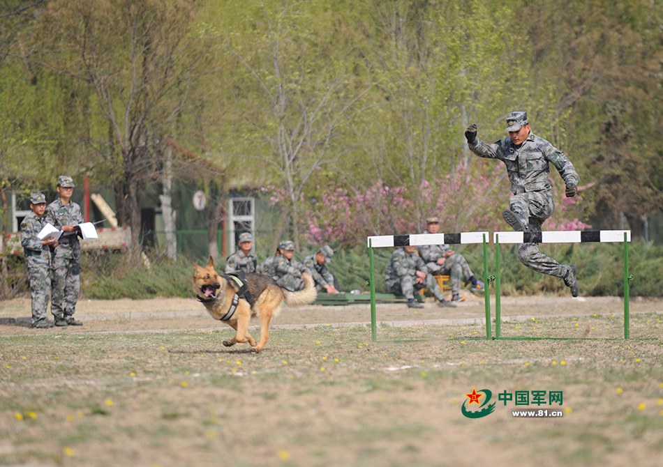 Des chiens chinois aux Jeux internationaux des Armées 2016