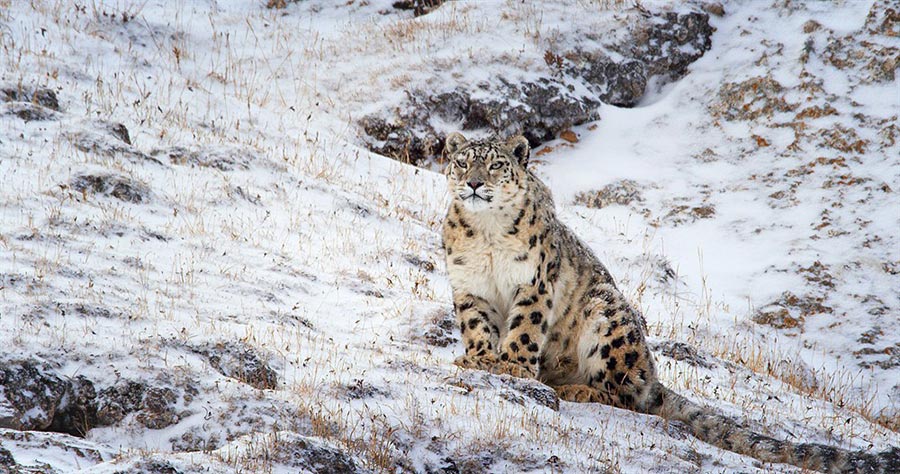 Disneynature : sortie imminente du film 