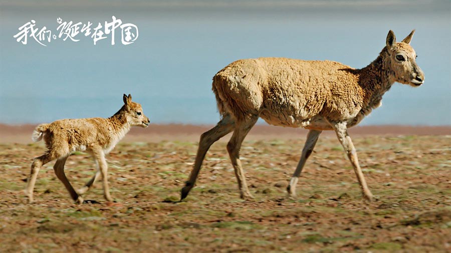 Disneynature : sortie imminente du film 