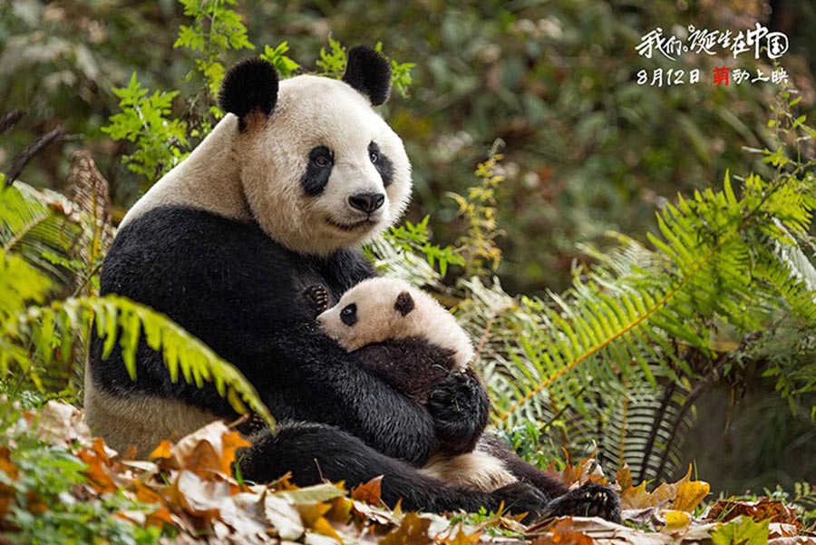 Disneynature : sortie imminente du film 