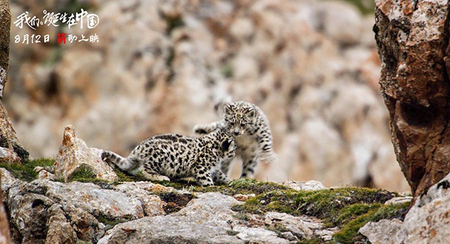 Disneynature : sortie imminente du film 