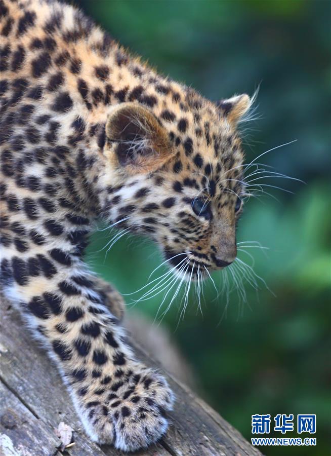 Deux bébés léopards de l’Amour en Belgique 