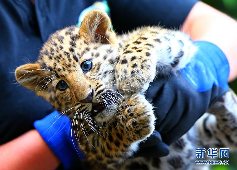 Deux bébés léopards de l’Amour en Belgique 