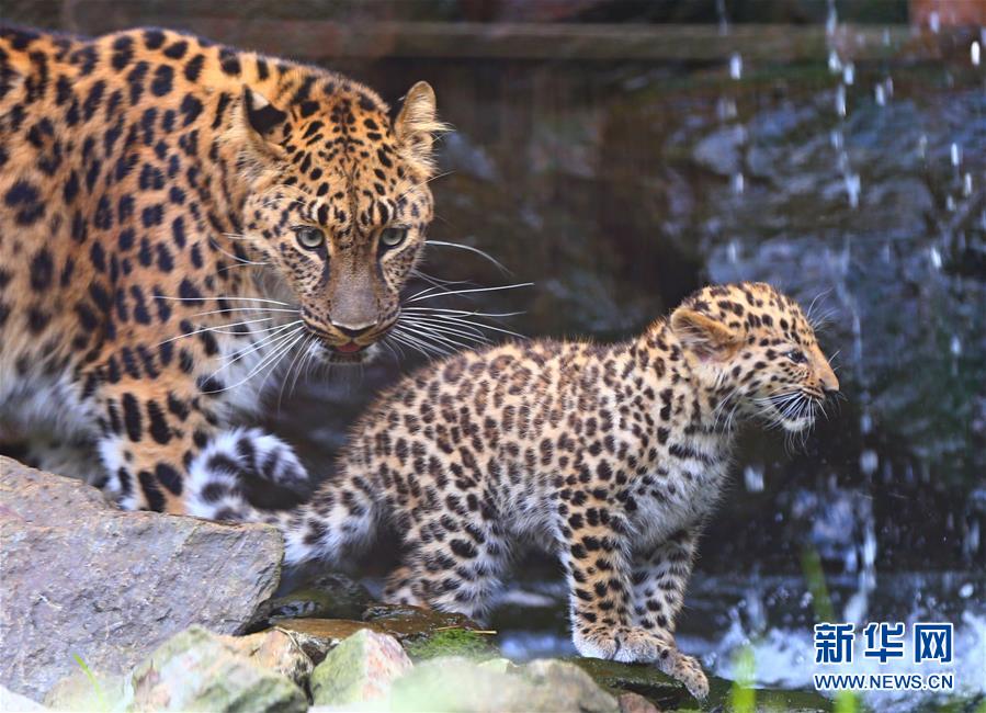 Deux bébés léopards de l’Amour en Belgique 