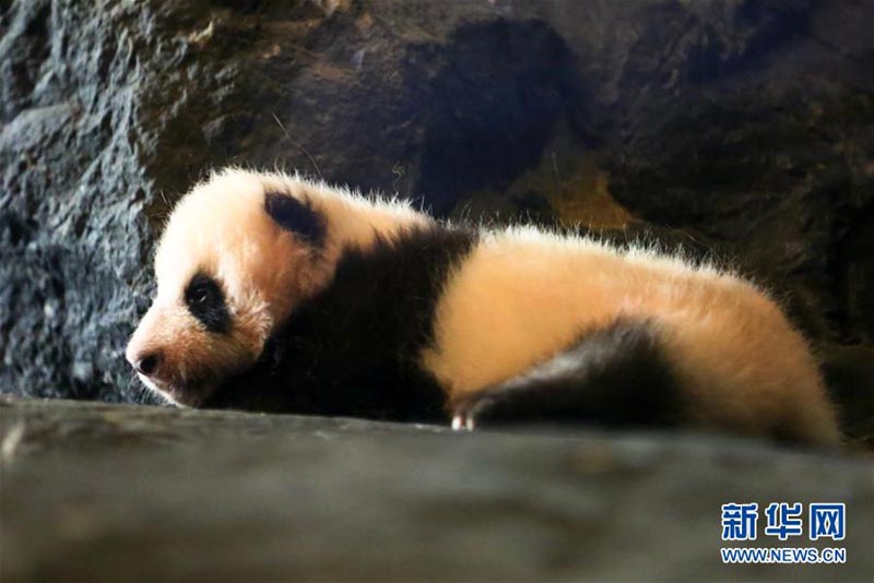 Le bébé panda géant présenté au public en Belgique