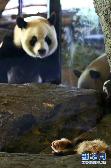 Le bébé panda géant présenté au public en Belgique