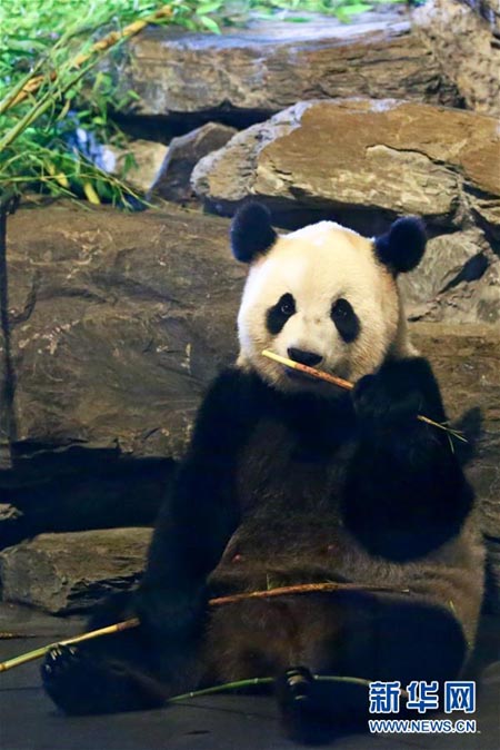 Le bébé panda géant présenté au public en Belgique