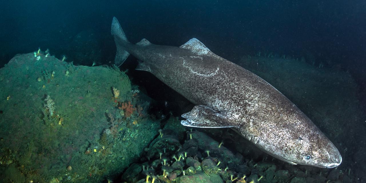 Le requin qui peut vivre pendant quatre siècles…