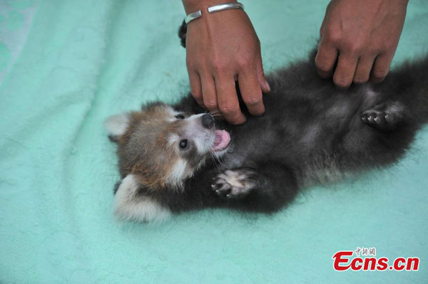 Chine : grand succès dans la reproduction de pandas rouges 