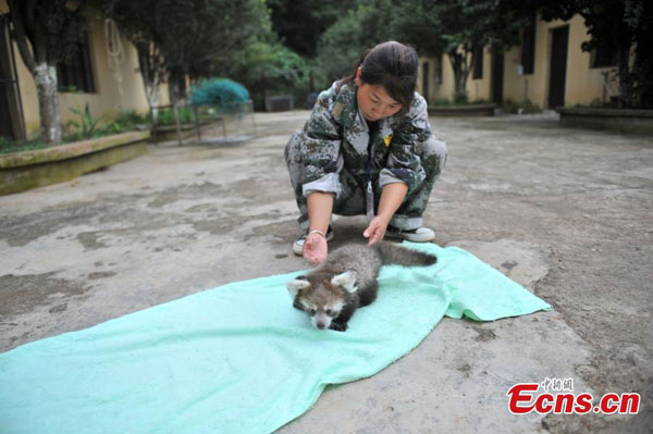 Chine : grand succès dans la reproduction de pandas rouges 