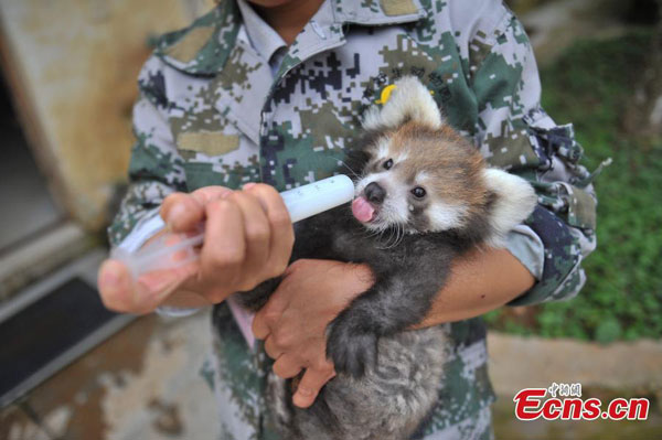 Chine : grand succès dans la reproduction de pandas rouges 