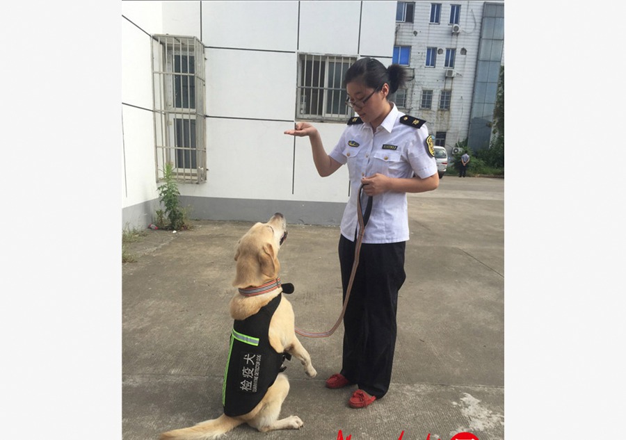 Retraite heureuse et paisible pour un chien renifleur 