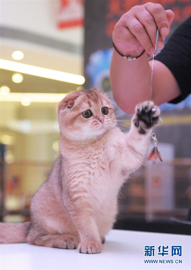 Des chats de pure race dans le Sichuan