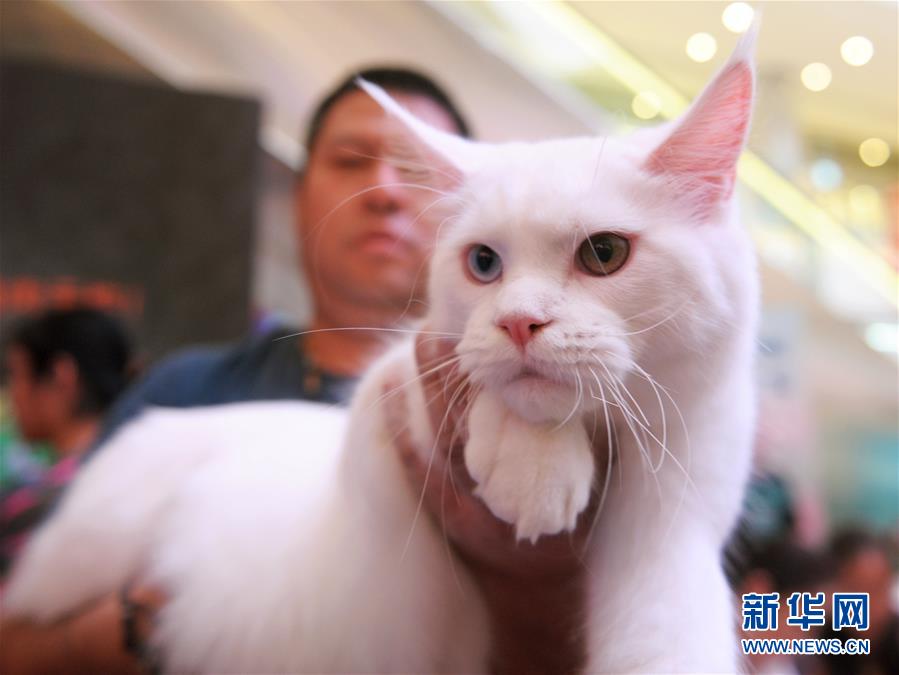 Des chats de pure race dans le Sichuan