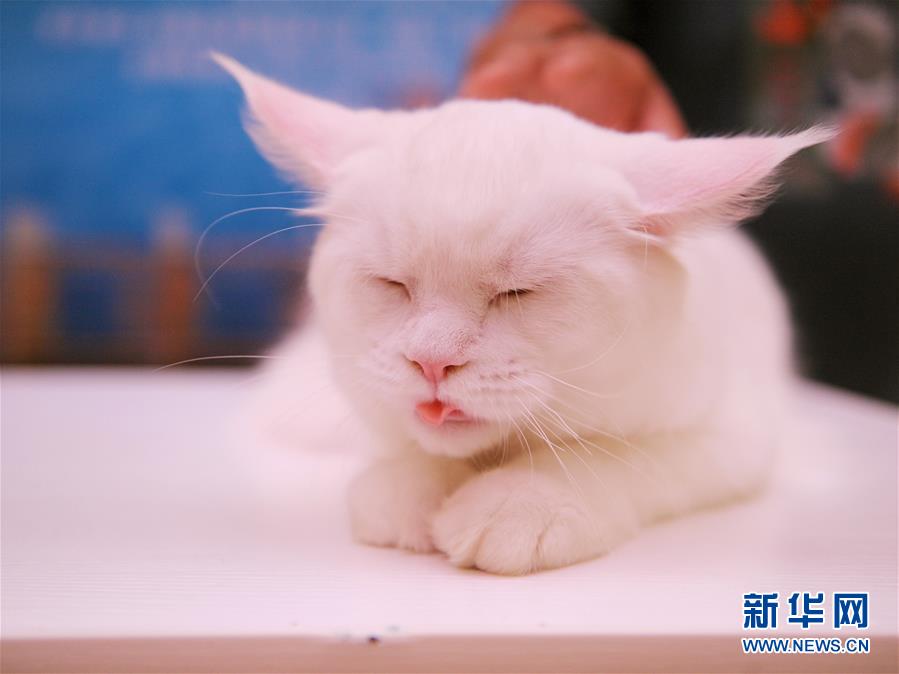 Des chats de pure race dans le Sichuan