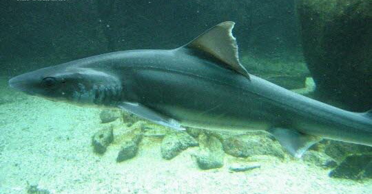 Deux Fran?ais pêchent un requin de 1,57m dans une rivière