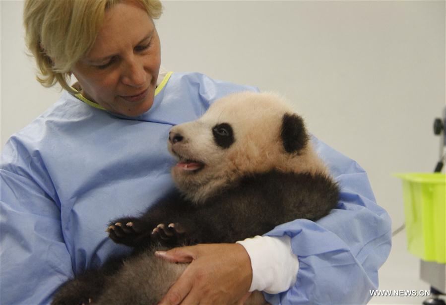 Le bébé panda né en Belgique s'appelle désormais Tianbo