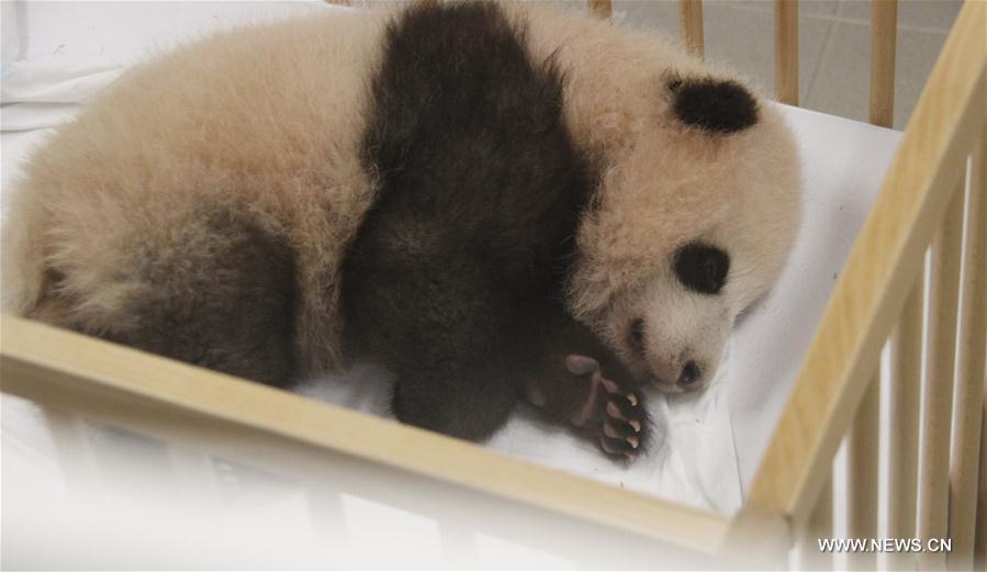 Le bébé panda né en Belgique s'appelle désormais Tianbo