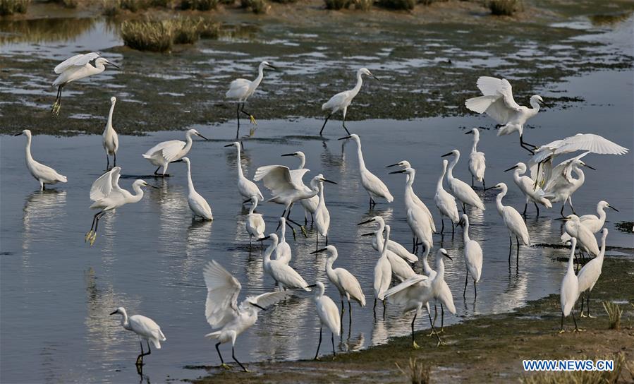 Chine : des aigrettes à Qinhuangdao