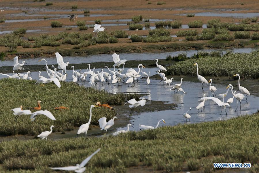 Chine : des aigrettes à Qinhuangdao