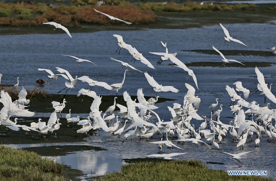 Chine : des aigrettes à Qinhuangdao