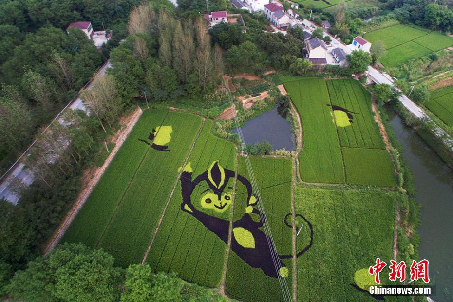 Jiangsu : des dessins géants dans les rizières