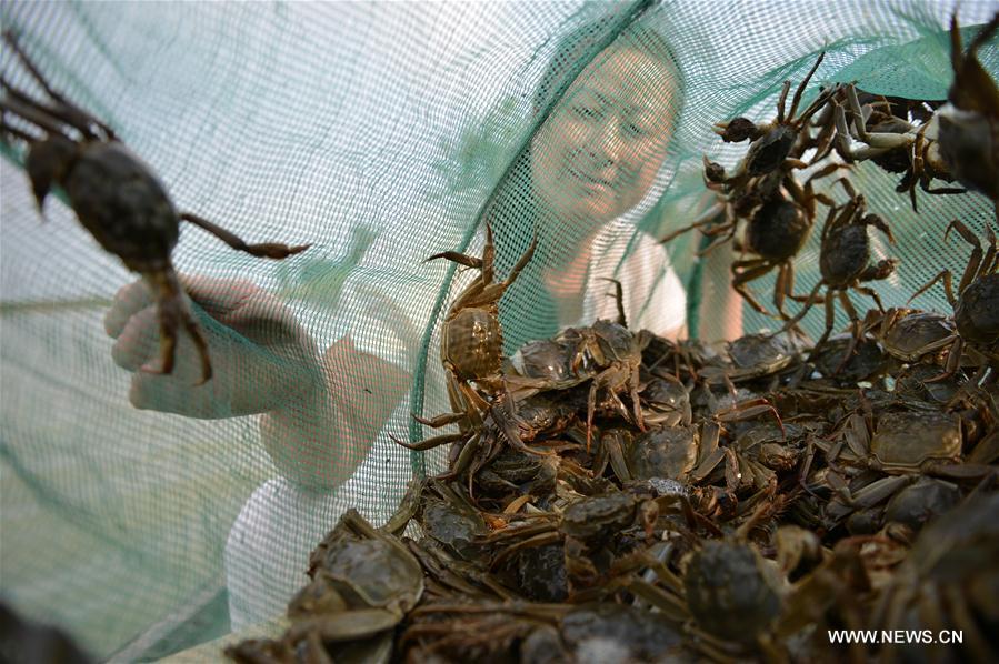 Ouverture de la pêche des crabes poilus dans l'est de la Chine