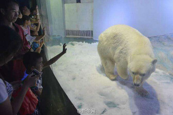 Le centre commercial qui héberge ? l'ours polaire le plus triste du monde ? dément tout plan d'expansion du zoo