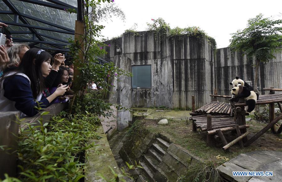 Base d'élevage de pandas géants dans le sud-ouest de la Chine