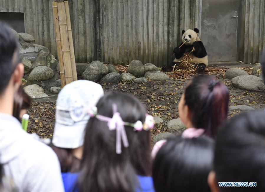 Base d'élevage de pandas géants dans le sud-ouest de la Chine