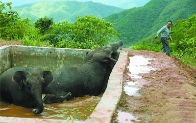 Sud de la Chine : sauvetage réussie de trois éléphants sauvages