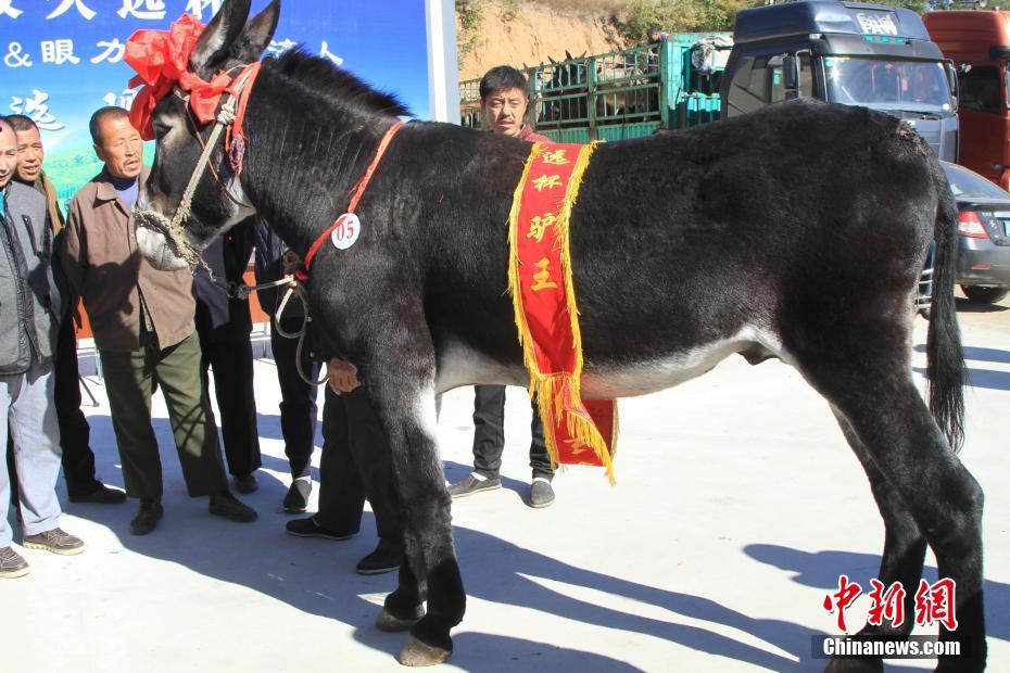 Les meilleurs anes se trouvent dans le Nord-est de la Chine 