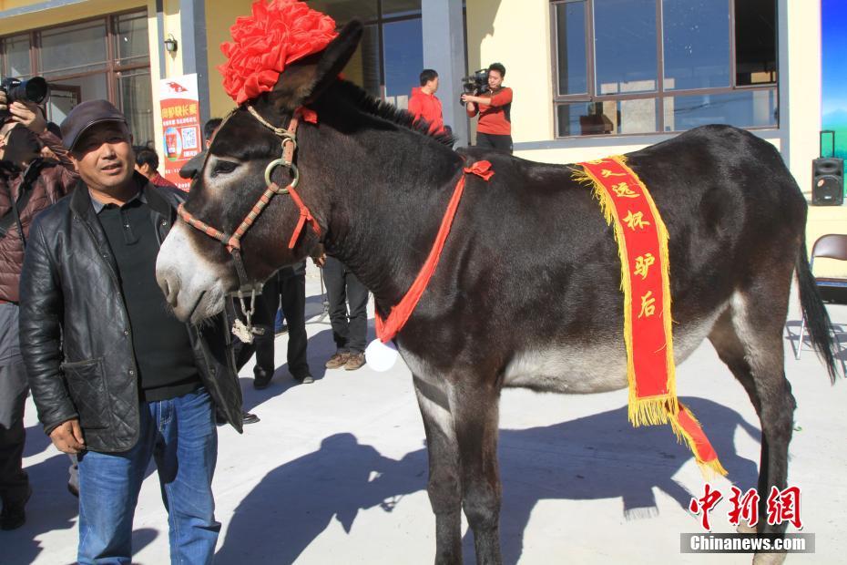 Les meilleurs anes se trouvent dans le Nord-est de la Chine 