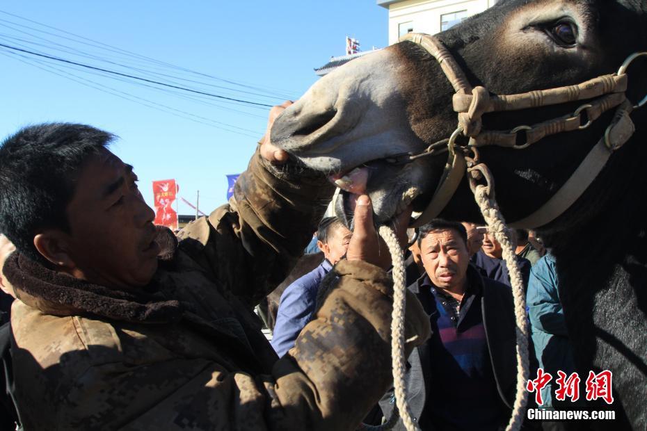 Les meilleurs anes se trouvent dans le Nord-est de la Chine 