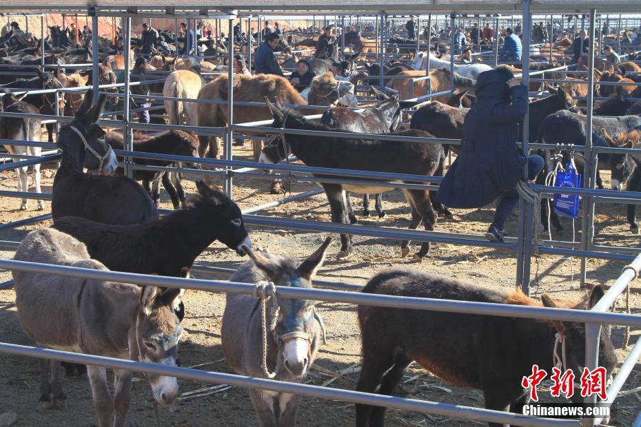 Les meilleurs anes se trouvent dans le Nord-est de la Chine 