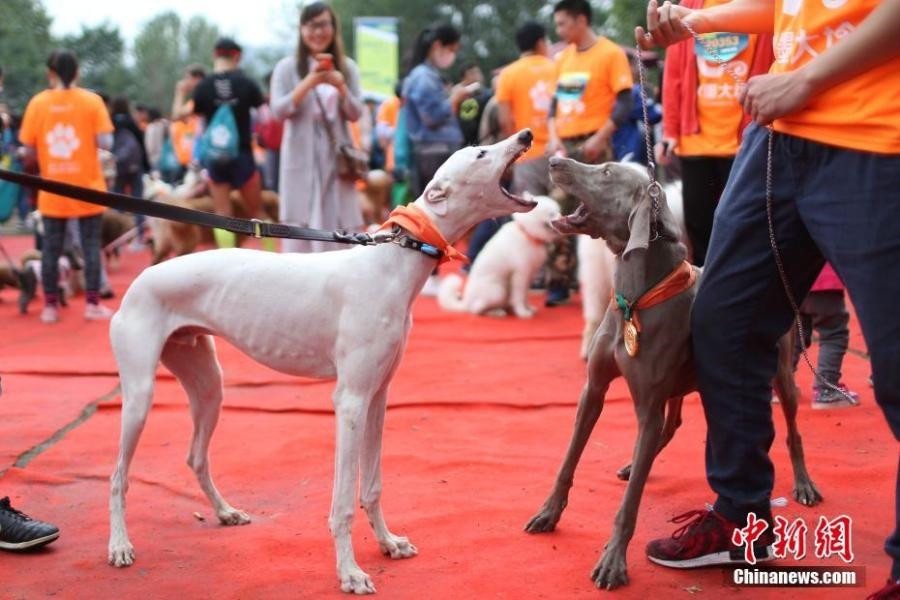 Un mini marathon pour chiens