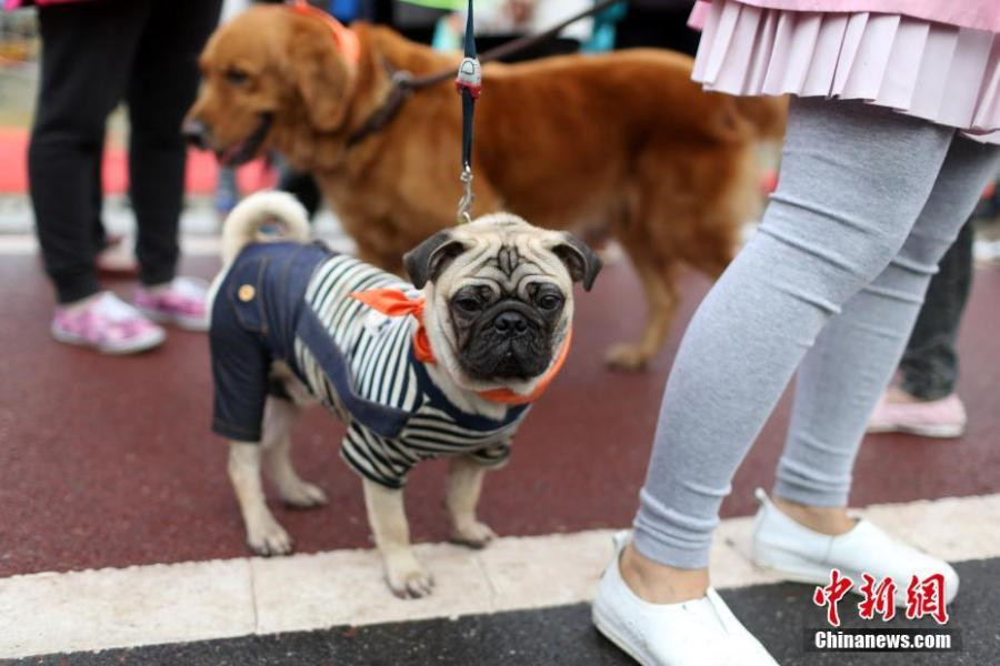 Un mini marathon pour chiens