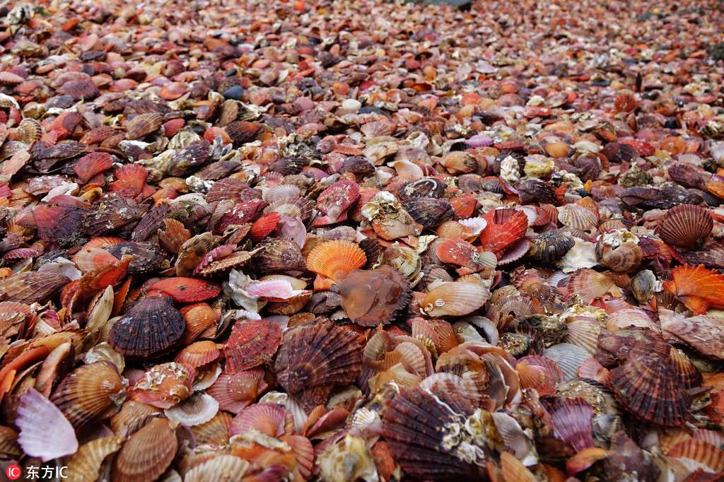 Qingdao : une merveilleuse plage de coquillages