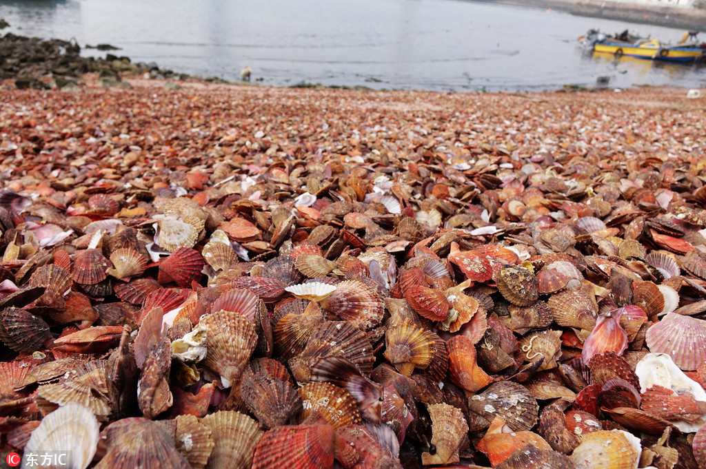 Qingdao : une merveilleuse plage de coquillages