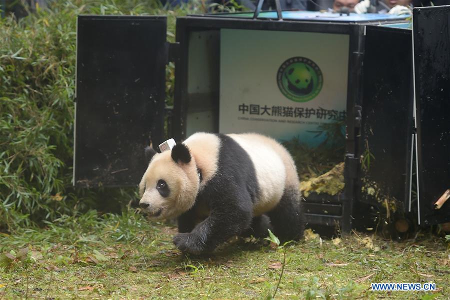 Chine : les 6e et 7e pandas géants sont relachés dans la nature