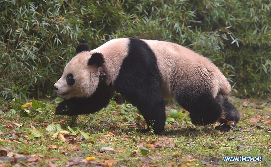 Chine : les 6e et 7e pandas géants sont relachés dans la nature