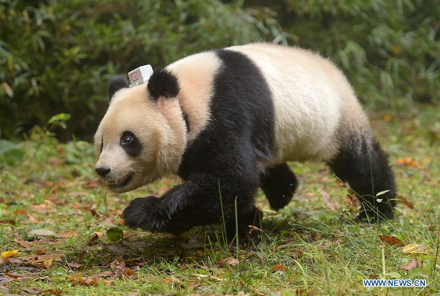 Chine : les 6e et 7e pandas géants sont relachés dans la nature