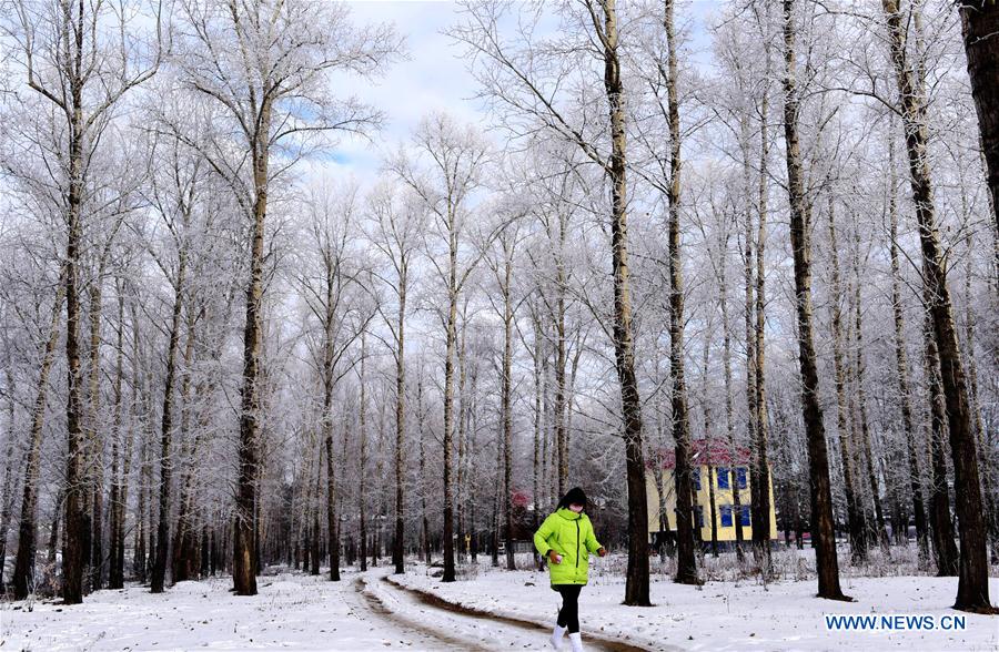 Forêt givrée dans le nord-est de la Chine