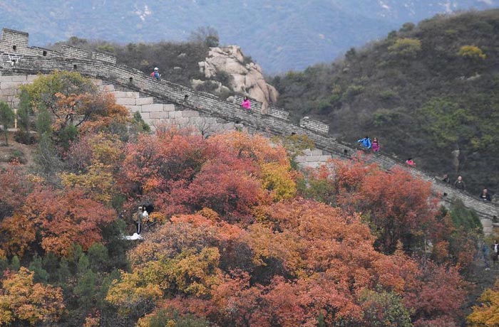 Un automne tout en couleur pour la Grande Muraille 