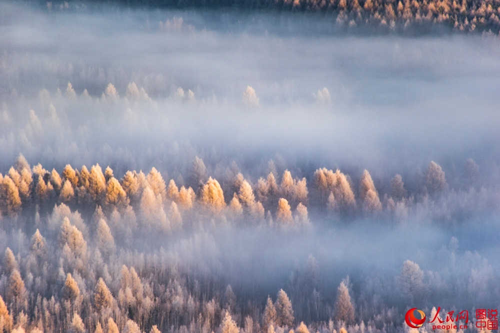 Splendeurs des forêts du Grand Khingan