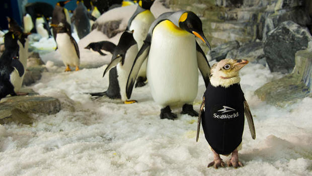 Un pingouin sans plumes du Seaworld d'Orlando se voit offrir un ? costume de plongée ?