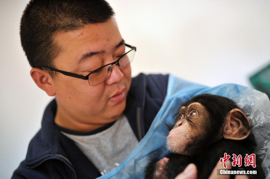 Un bébé chimpanzé et ses quatre ‘papas’