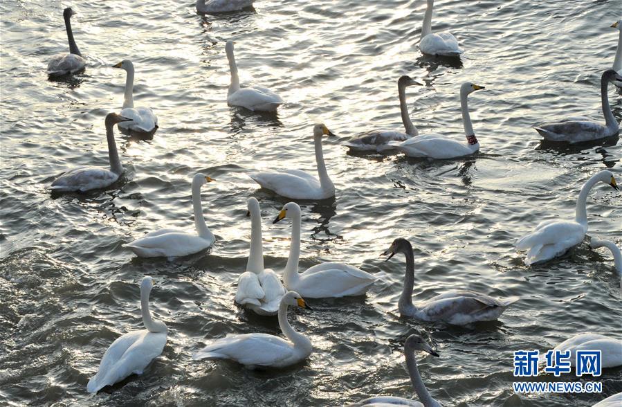 De nombreux cygnes adoptent la réserve naturelle du Shandong 