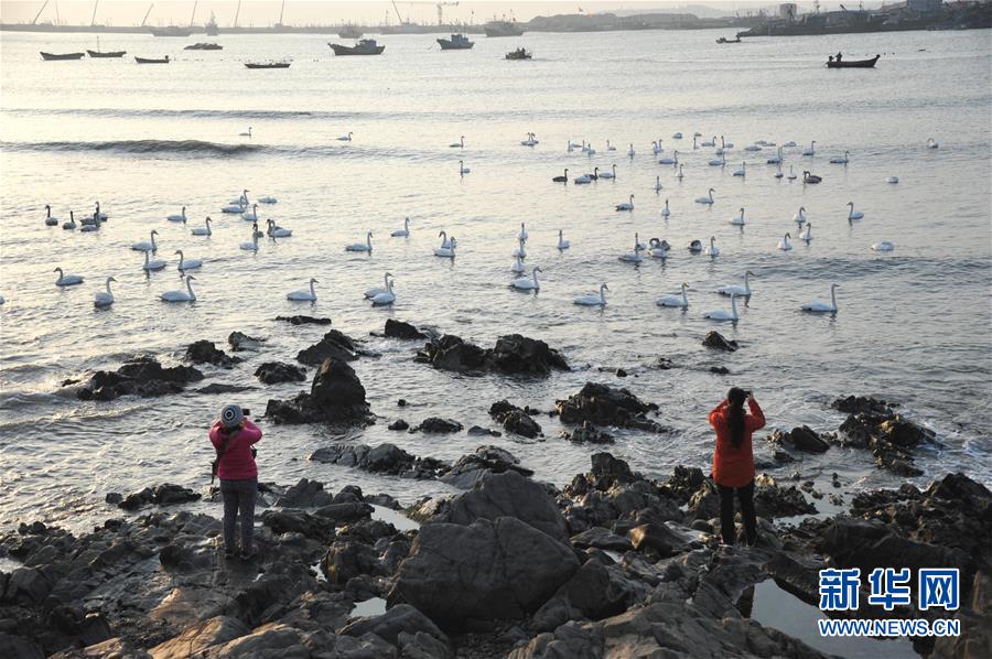 De nombreux cygnes adoptent la réserve naturelle du Shandong 