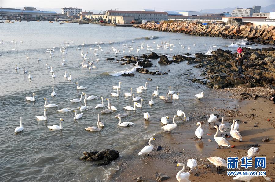 De nombreux cygnes adoptent la réserve naturelle du Shandong 